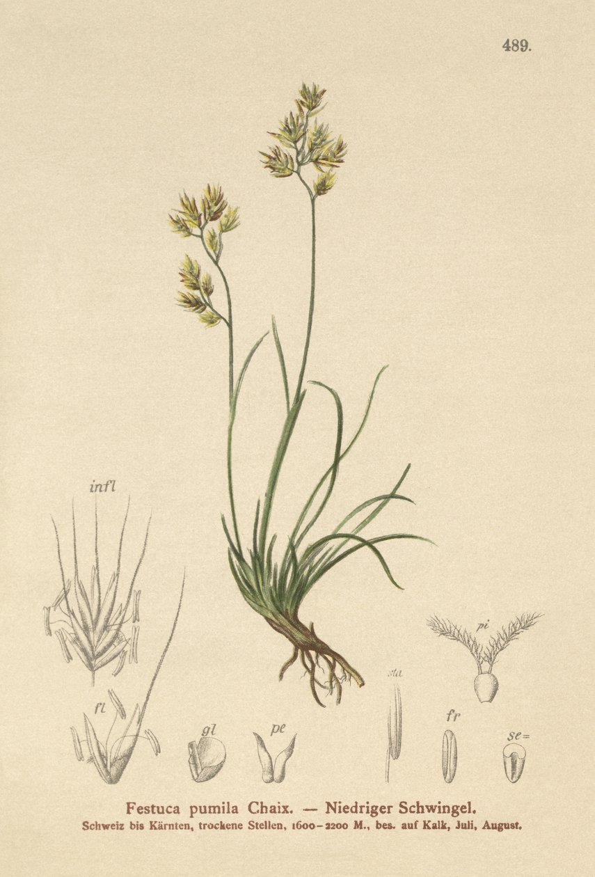 Vierblättriger Schwingel (Festuca pumila, Festuca quadriflora) von German School