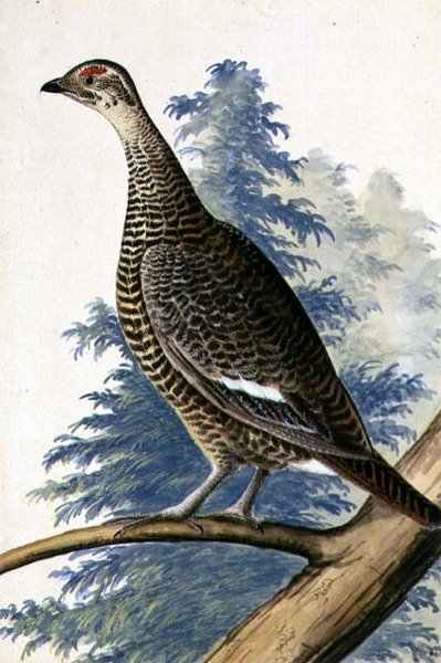 Wildvogel, ca. 1740 von German School