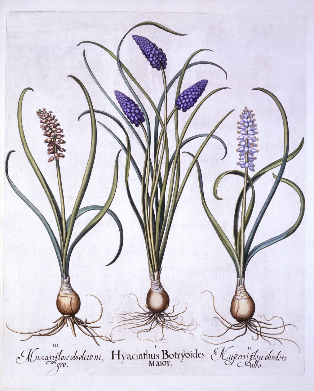 Traubenhyazinthen, aus Hortus Eystettensis, von Basil Besler, 1613 von German School