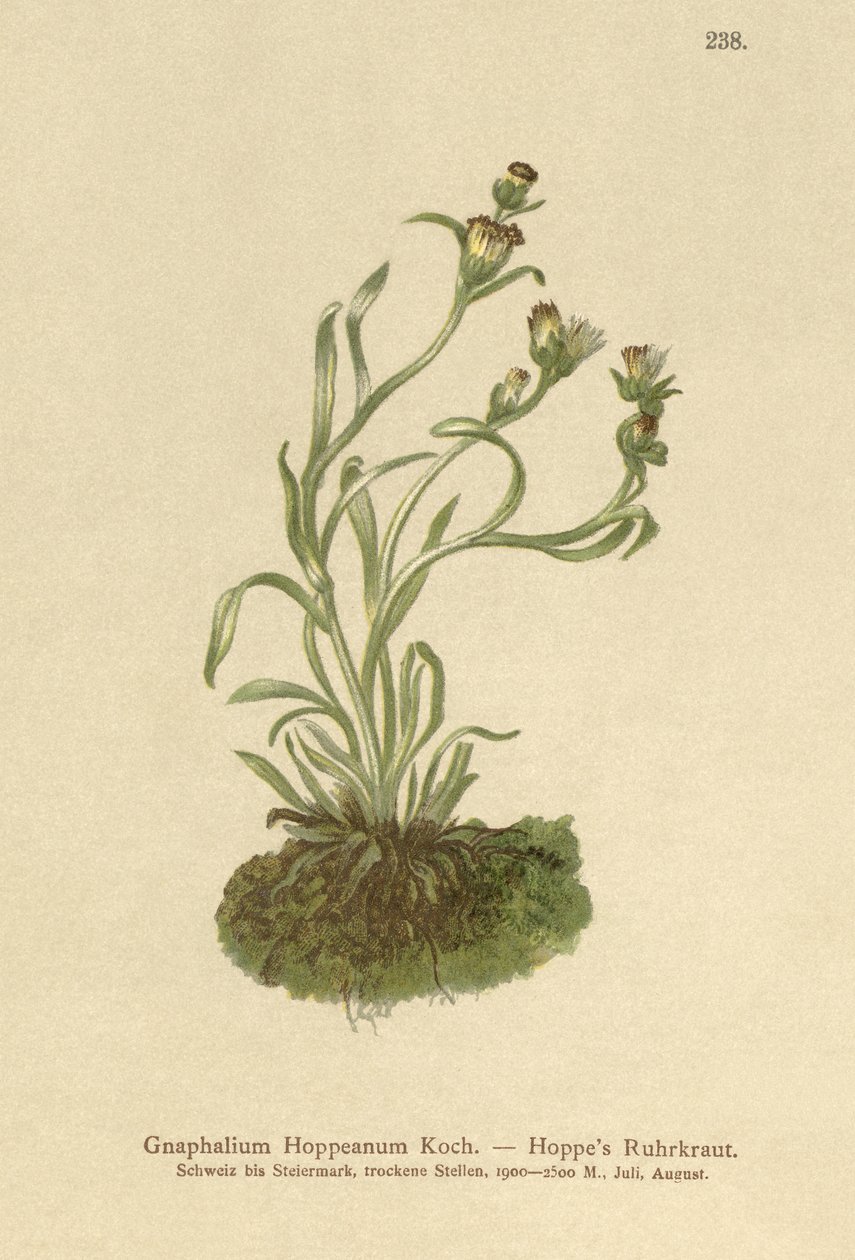 Hoppes Ruhrkraut (Gnaphalium hoppeanum, Omalotheca hoppeana) von German School