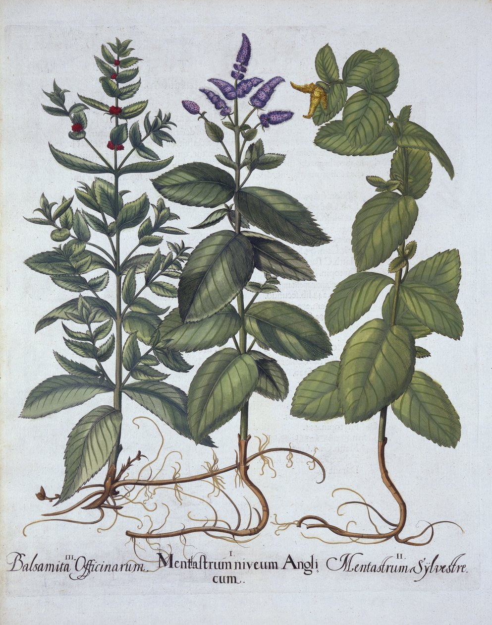 Rossminze und Grüne Minze, aus Hortus Eystettensis, von Basil Besler (1561-1629), veröffentlicht 1613 von German School