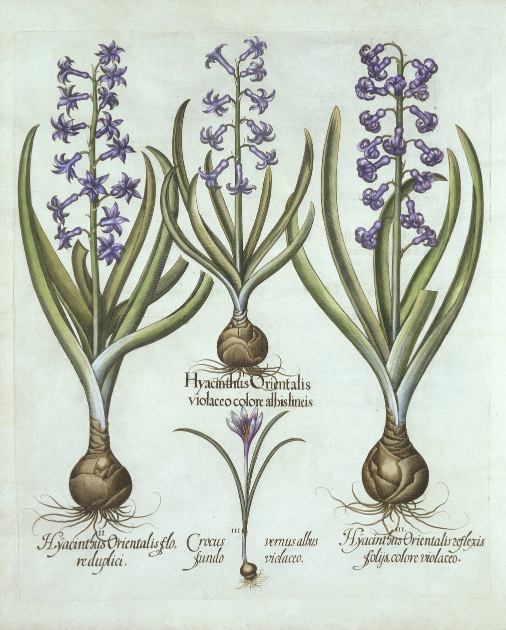 Hyazinthen und ein Herbst-Krokus, aus Hortus Eystettensis, von Basil Besler (1561-1629), veröffentlicht 1613 von German School
