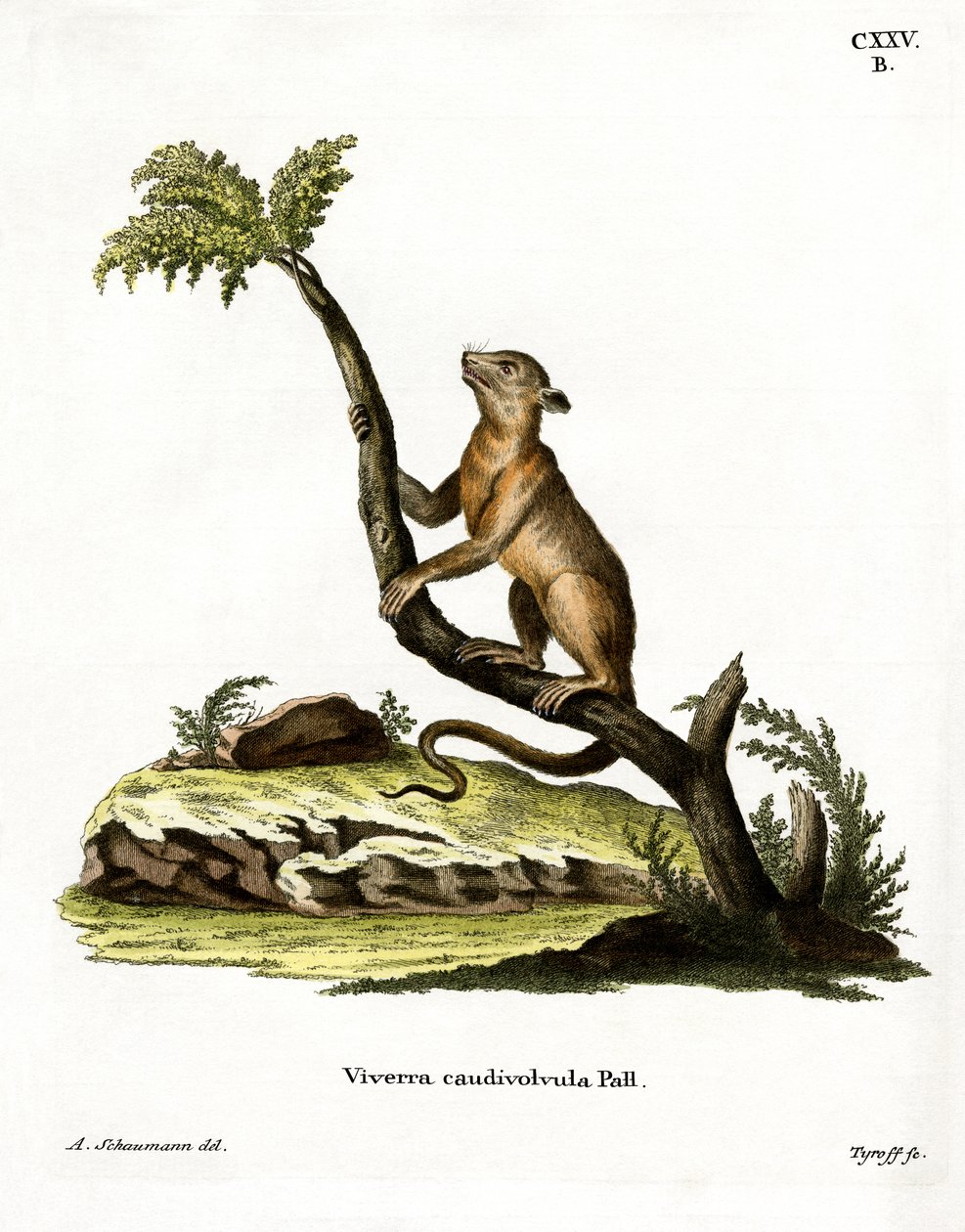 Kinkajou von German School