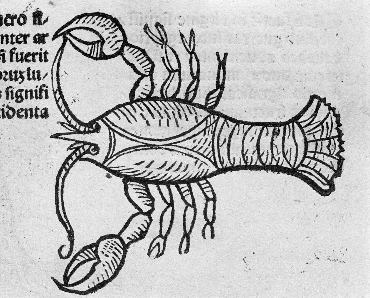 Der Krebs - in Abhandlung von Johannes Angeli De Magnisconnectionibue annorum revolutionibus ac eorum perfectionibus. Augsburg, Erhard Ratdolt von German School