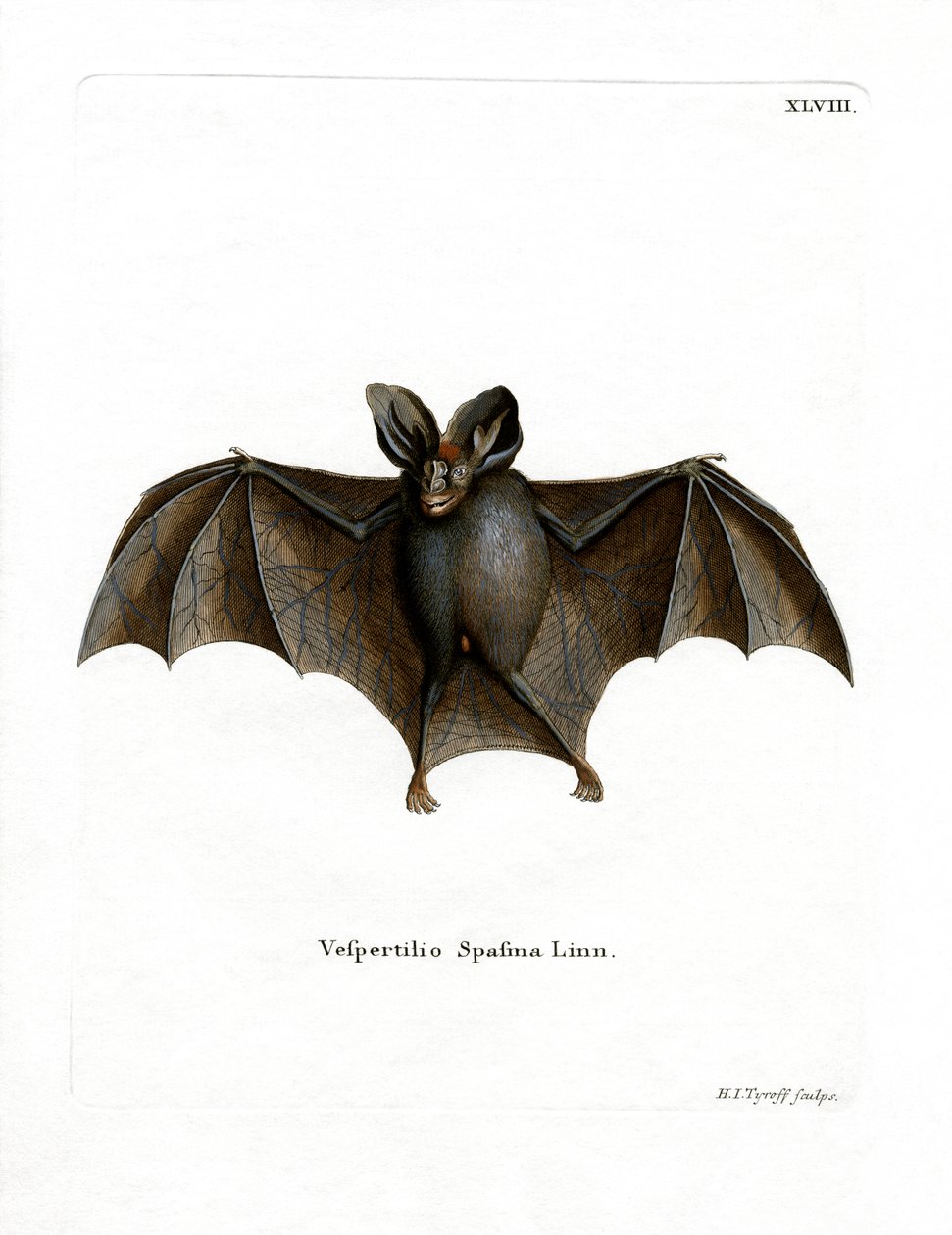 Kleine Falsche Vampirfledermaus von German School
