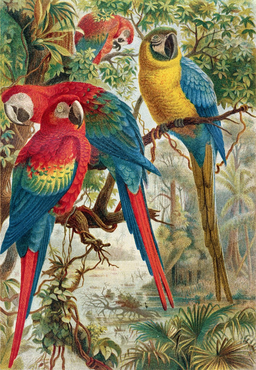 Aras, Tafel aus Brehms Tierleben: Allgemeine Kunde des Tierreichs, Bd. 5, S. 60, veröffentlicht vom Bibliographischen Institut, 1892 von German School