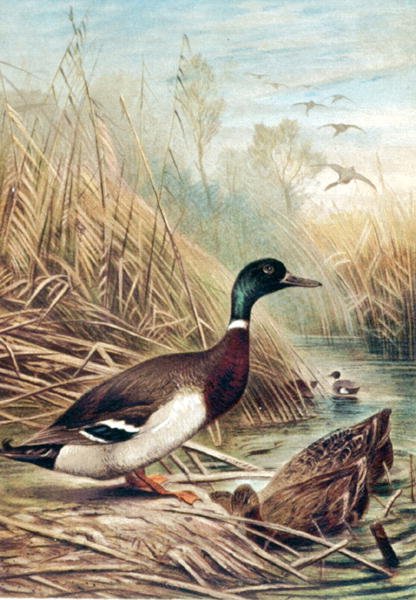 Stockente, Tafel aus "Brehms Tierleben: Allgemeine Kunde des Tierreichs", Bd.6, S.635, veröffentlicht vom Bibliographischen Institut von German School