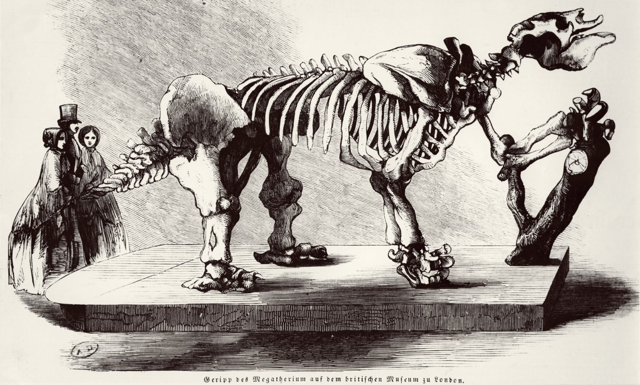Megatherium-Skelett im British Museum von German School