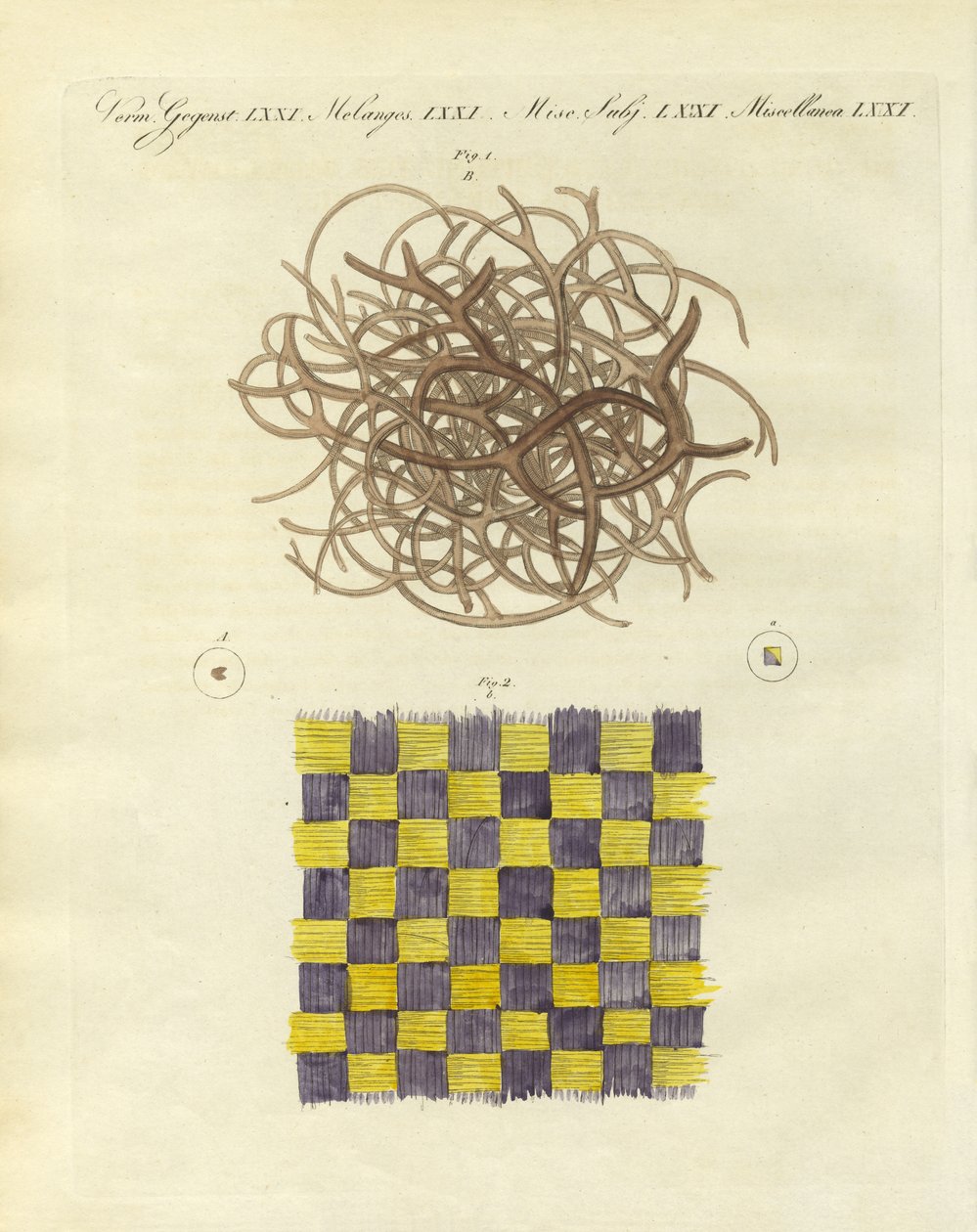 Mikroskopische Ansicht des Schwamms und der Qualle von German School