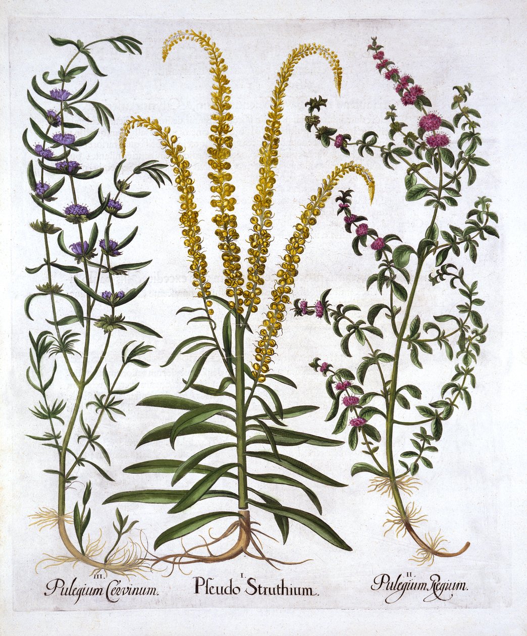 Reseda, Polei-Minze und Sumpfminze, aus Hortus Eystettensis, von Basil Besler, veröffentlicht 1613 von German School