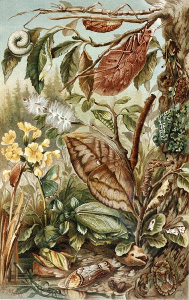 Mimikry von Insekten, Tafel aus "Brehms Tierleben: Allgemeine Kunde des Tierreichs", Bd.9, S.10, veröffentlicht vom Bibliographischen Institut von German School