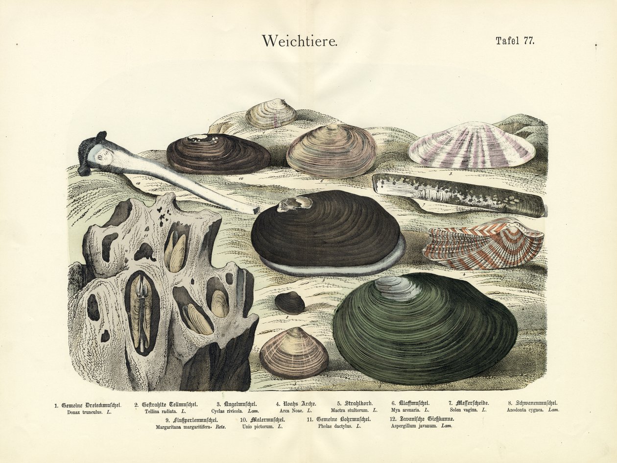 Weichtiere, um 1860 (Farblithografie) von German School