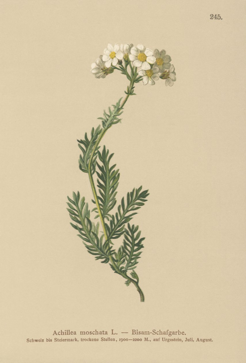 Moschus-Schafgarbe (Achillea moschata, Achillea erba-rotta ssp. moschata) von German School