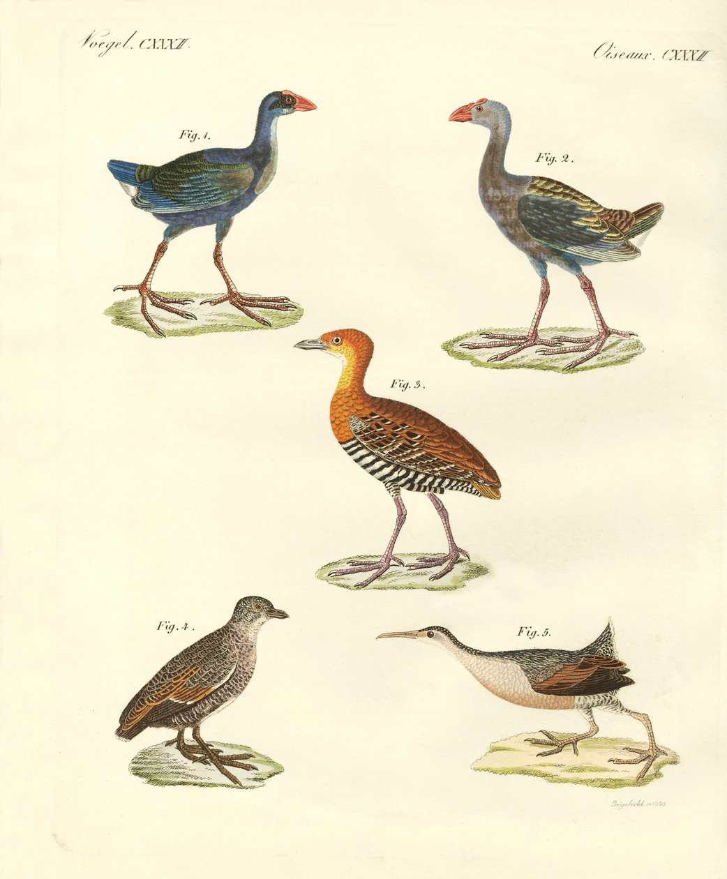 Neue Vögel von German School