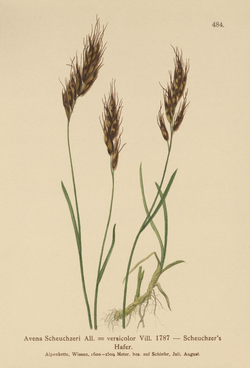 Hafergras (Avena Scheuchzeri, Avena versicolor, Avena alpina) von German School