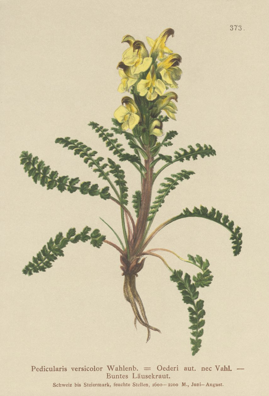 Oeders Läusekraut (Pedicularis versicolor, Pedicularis Oederi) von German School