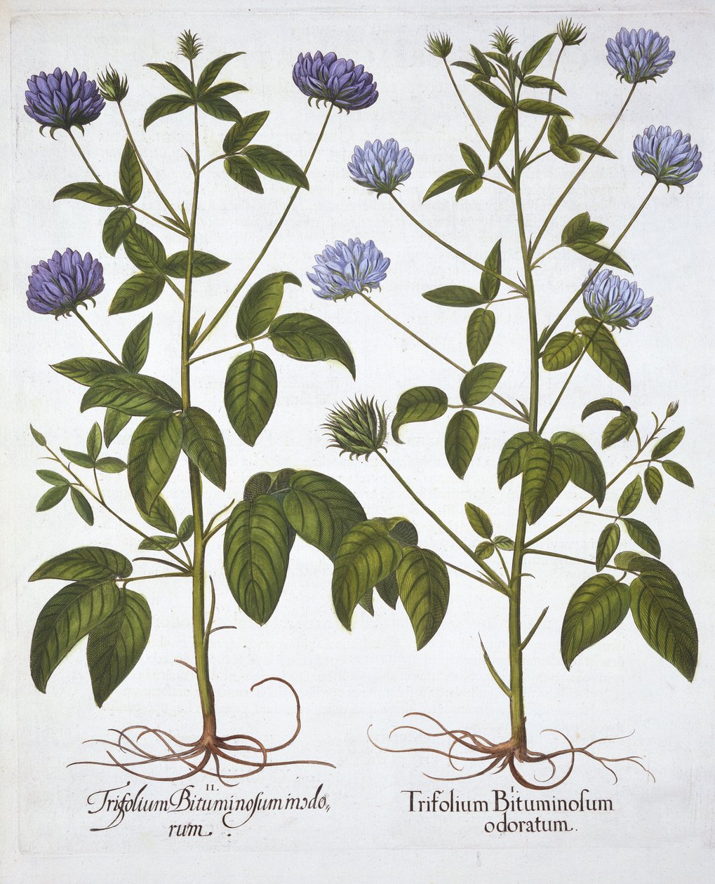Einblütige Kleesorten, aus Hortus Eystettensis, von Basil Besler, veröffentlicht 1613 von German School