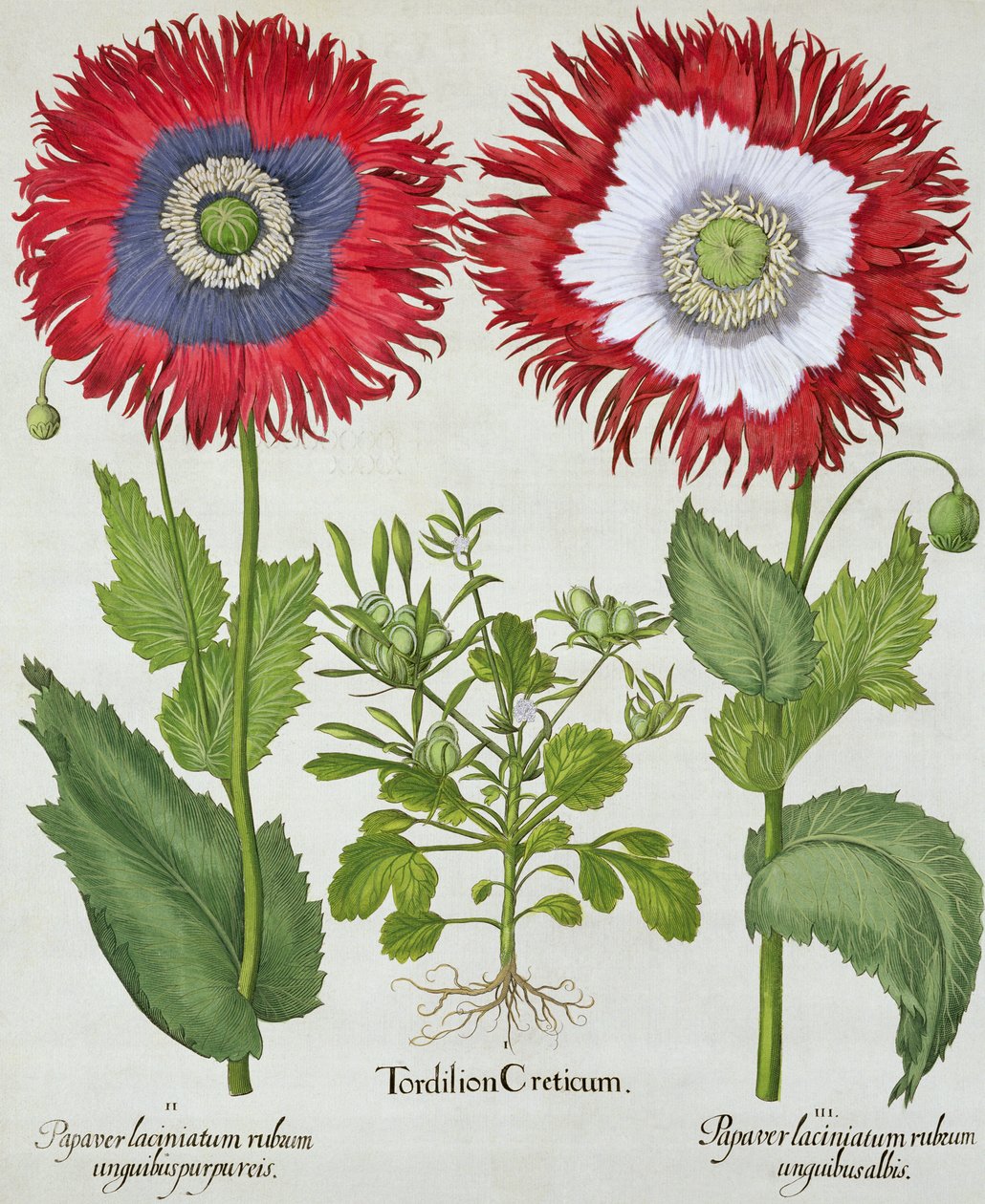 Ziermohn, aus dem Hortus Eystettensis von Basil Besler (1561-1629), veröffentlicht 1613 von German School