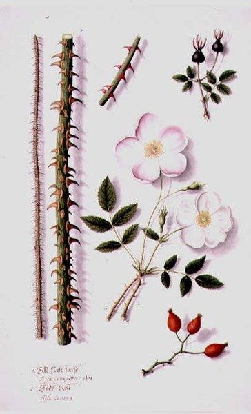 Weiße Feldrose (Rosa silvestris alba) und Hundsrose (Rosa canina) um 1820 von German School