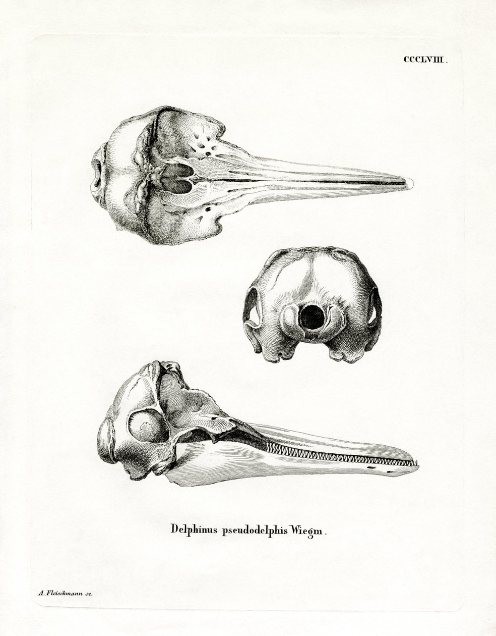 Schädel des Pantropischen Fleckendelfins von German School