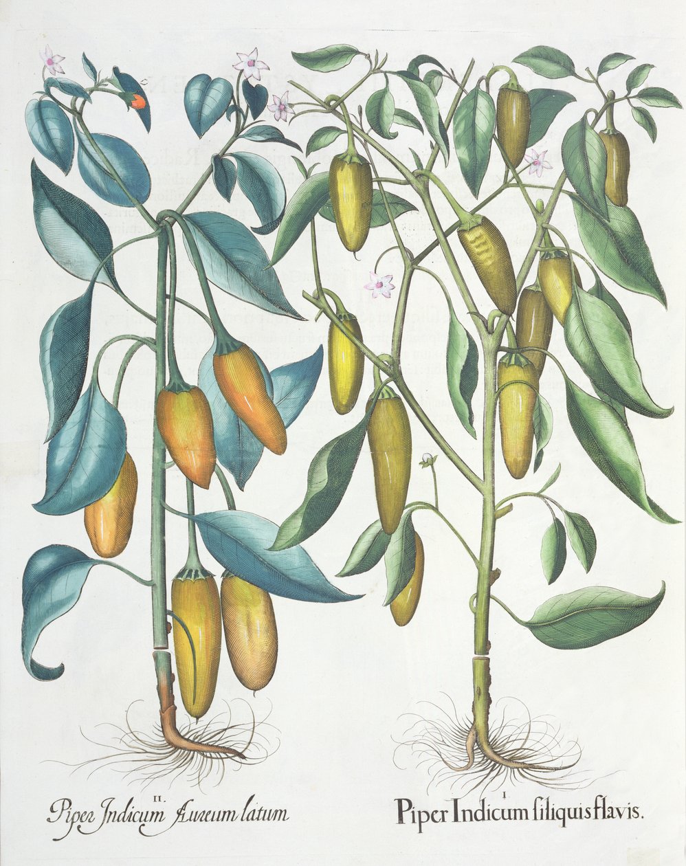 Pfeffer: 1. Piper Indicum filiquis flavis; 2. Piper Indicum aureum latum, aus dem Hortus Eystettensis von Basil Besler, veröffentlicht 1613 von German School