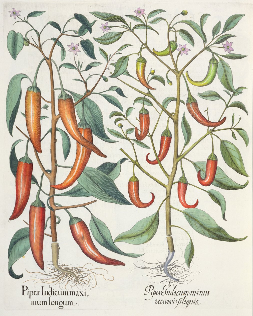 Pfeffer: 1. Piper Indicum maximum longum; 2. Piper Indicum minus recurvis filiquis, aus dem Hortus Eystettensis von Basil Besler, veröffentlicht 1613 von German School