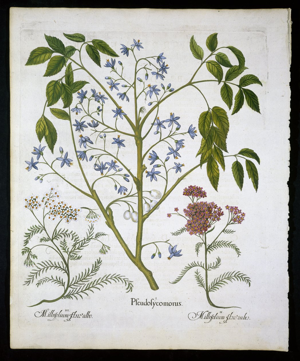 Persischer Flieder oder Stolz von Indien und Schafgarbe (Achillea Millefolium), Tafel 136 aus Hortus Eystettensis von Basil Besler (1561-1629), veröffentlicht 1613 von German School