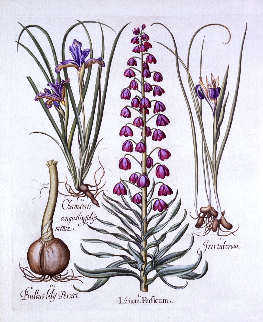 Persische Lilie und Schwertlilien, aus Hortus Eystettensis, von Basil Besler, 1613 von German School