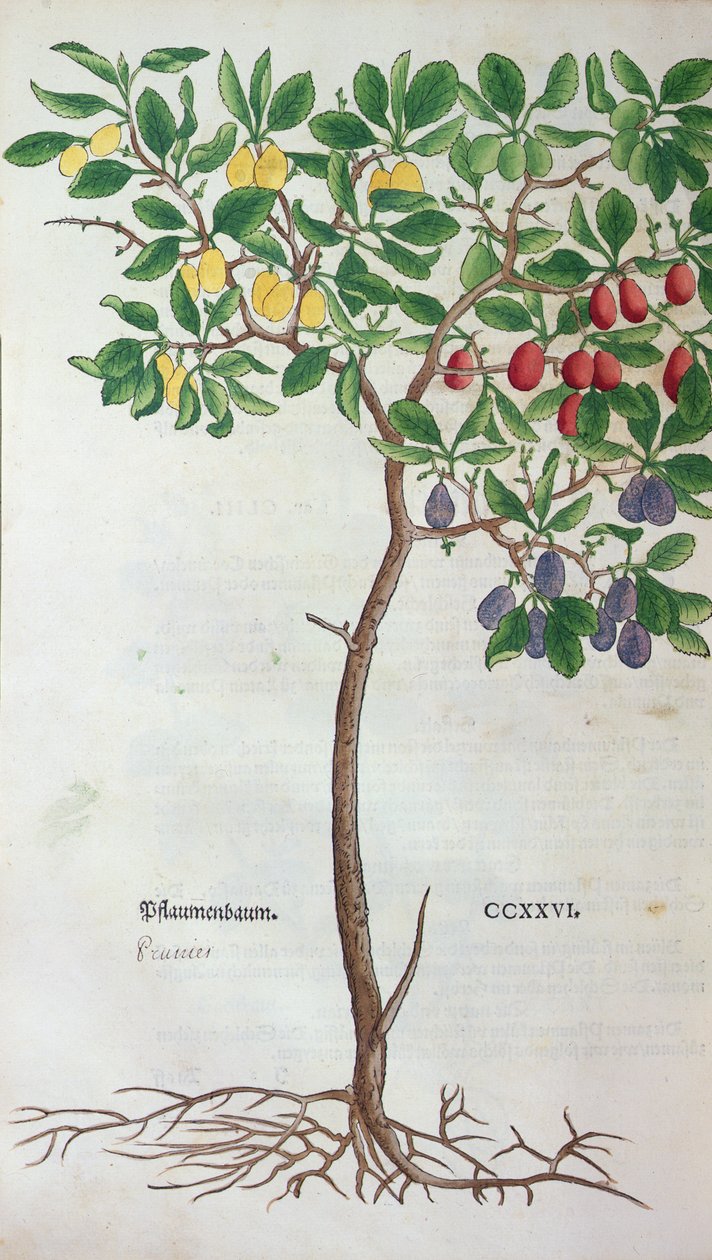 Pflaumenbaum, eine botanische Tafel aus dem Kräuterbuch von Leonhart Fuchs (1501-66), veröffentlicht in Basel, 1543 von German School