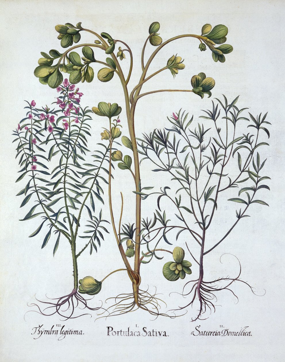 Portulak, Sommer-Bohnenkraut und Winter-Bohnenkraut, aus Hortus Eystettensis, von Basil Besler (1561-1629), veröffentlicht 1613 von German School