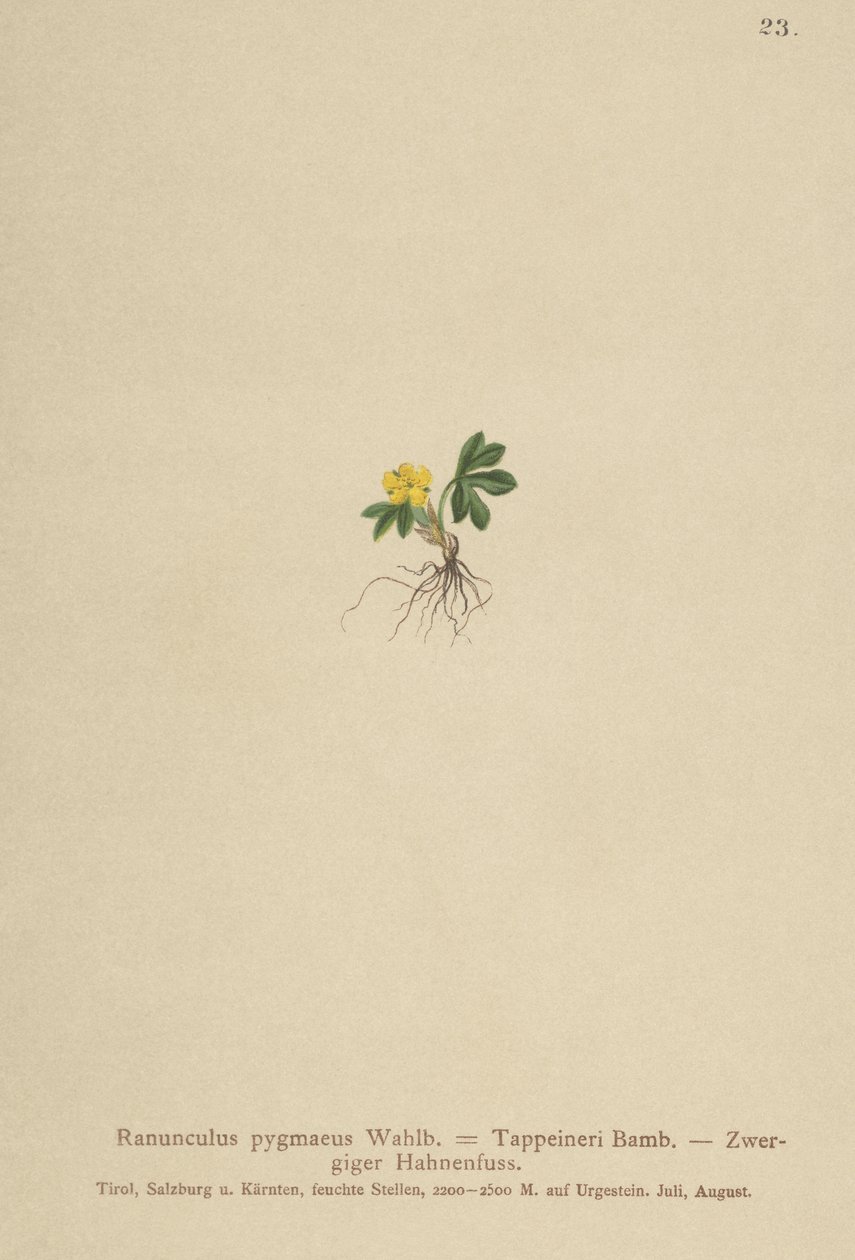 Zwerg-Hahnenfuß (Ranunculus pygmaeus, Ranunculus tappeineri, Ranunculus baerianus, Ranunculus pygmaeus var. Langeanu) von German School