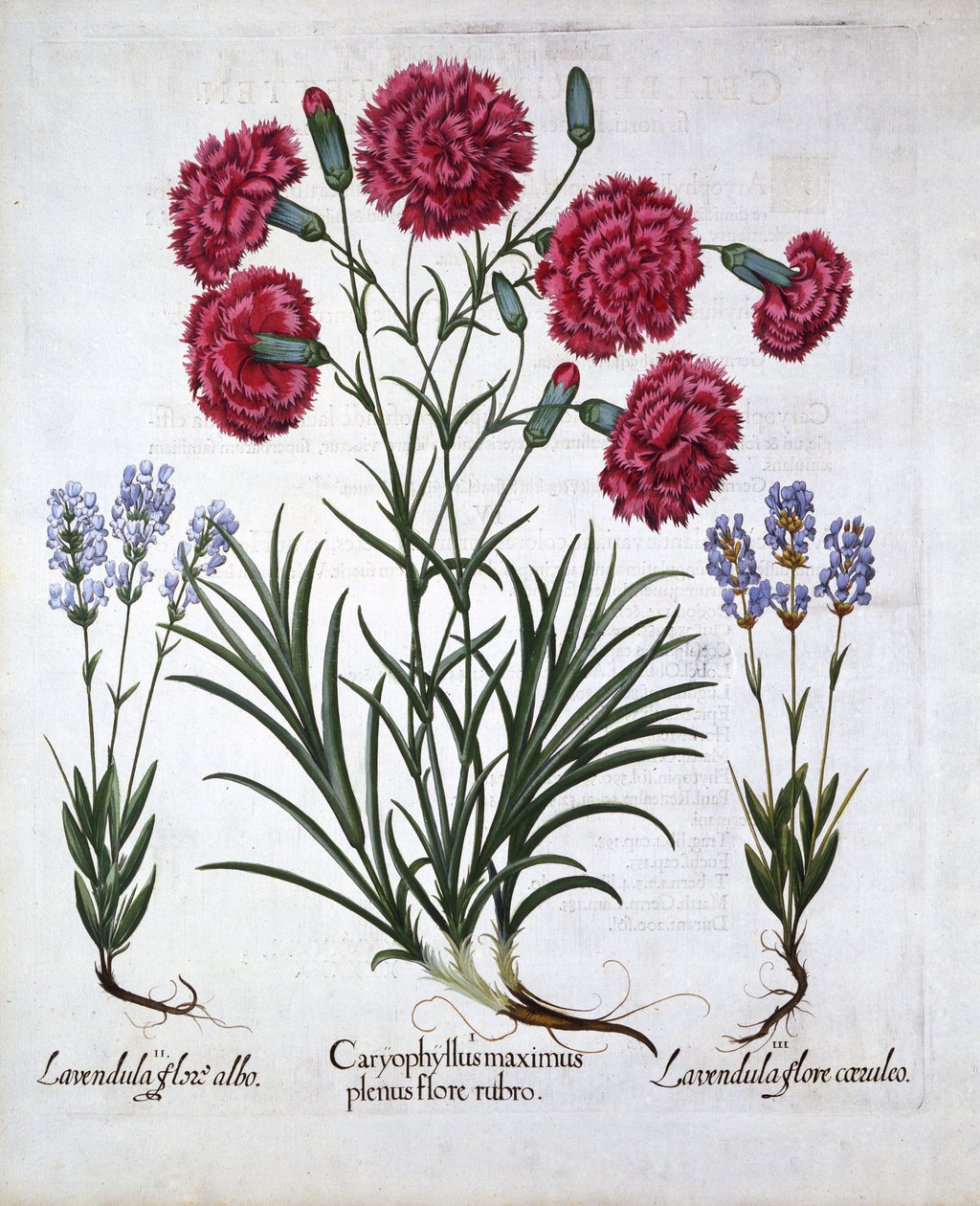 Rote Nelke und Lavendel, aus Hortus Eystettensis, von Basil Besler, veröffentlicht 1613 von German School