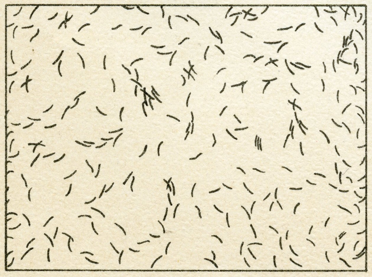 Bakterienprobe im Leitungswasser, ca. 1890 von German School