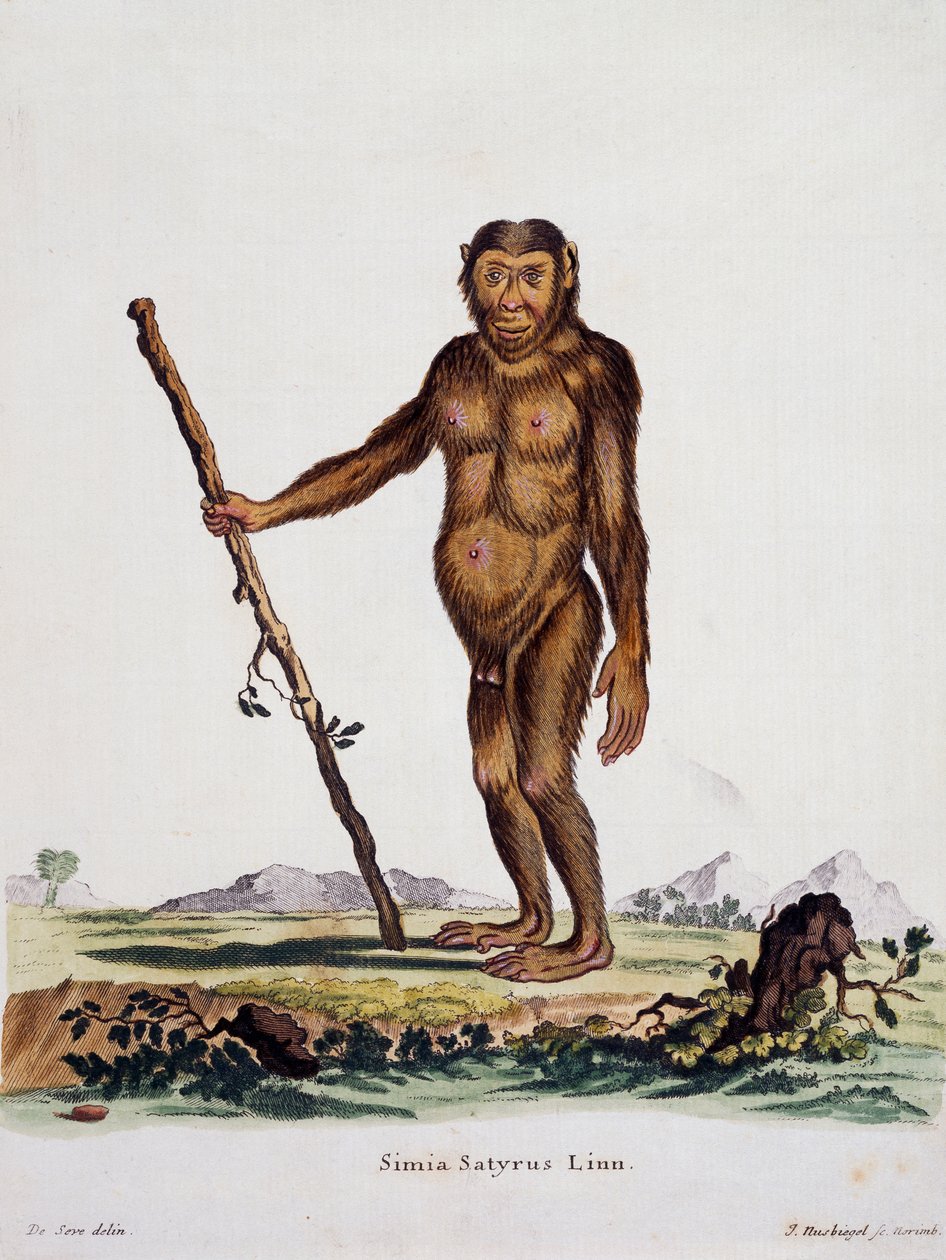 Simia satyrus, aus Säugetiere aus der Natur illustriert mit Beschreibungen, von Johann Christian Daniel von Schreber, Gravur von I Nusbiegel nach einer Zeichnung von De Seve von German School
