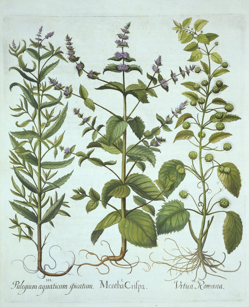Grüne Minze, Römische Brennnessel und Langblättrige Rossminze, aus Hortus Eystettensis, von Basil Besler (1561-1629), veröffentlicht 1613 von German School