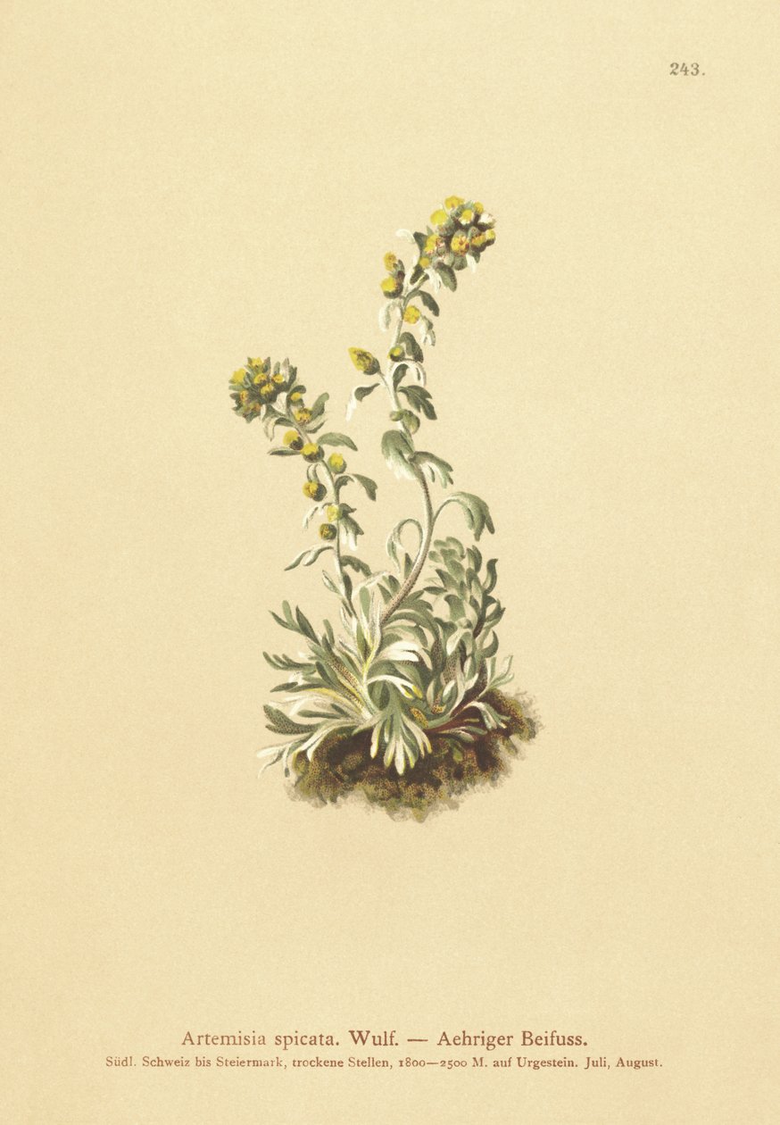 Ähriger Wermut (Artemisia spicata, Artemisia bocconei, Artemisia genipi) von German School