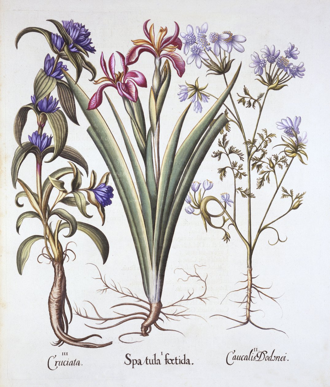 Stinkende Schwertlilie, Orlaya und Kreuzkraut-Enzian, aus Hortus Eystettensis, von Basil Besler, veröffentlicht 1613 von German School