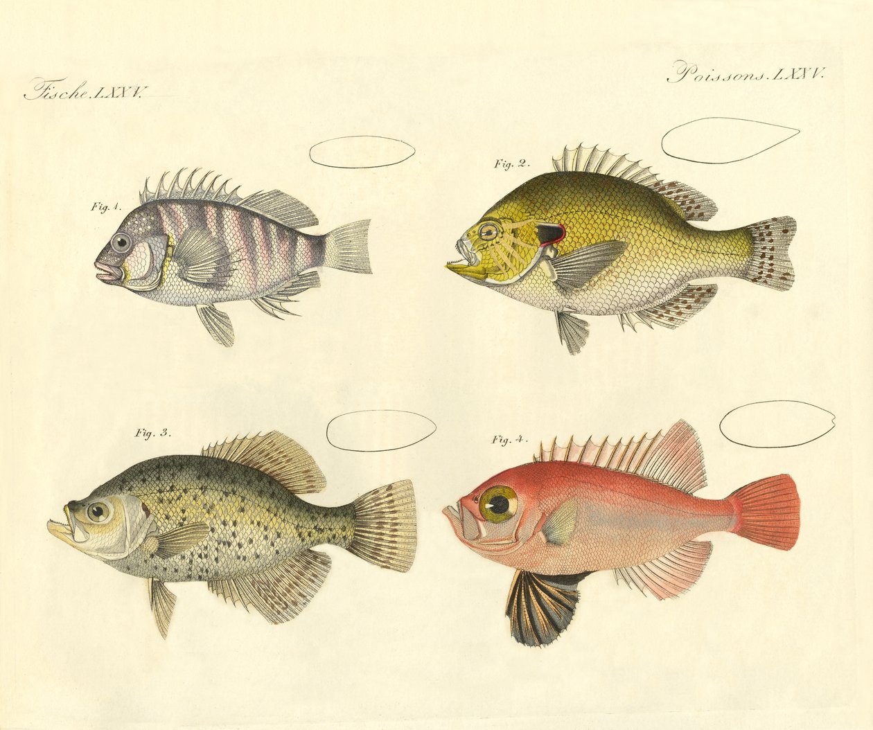 Seltsame Fische aus der Familie der Seebarsche von German School