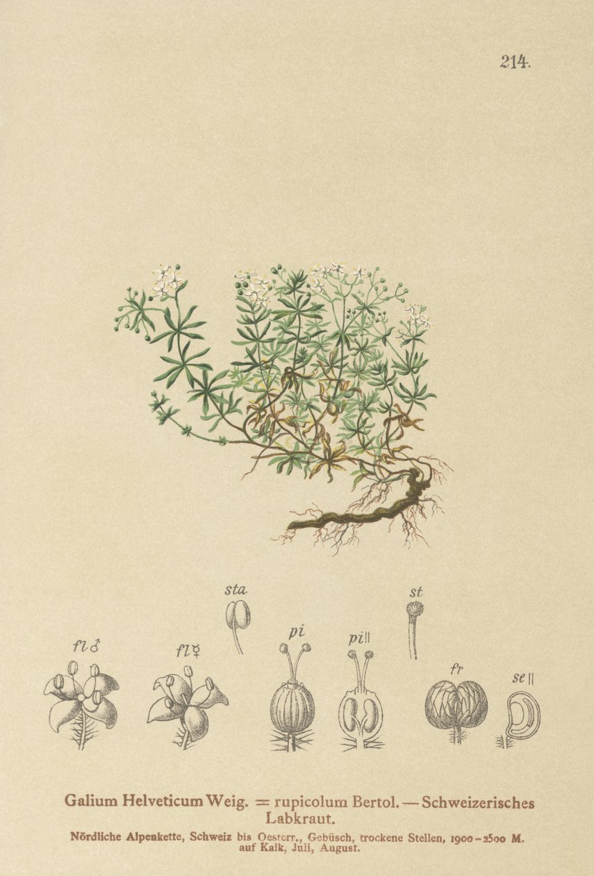 Schweizer Labkraut (Galium helveticum, Galium rupicolum, Galium megalospermum) von German School