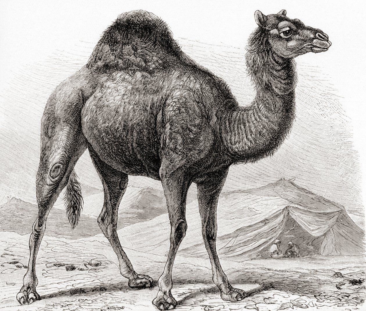 Das Dromedar alias Arabisches Kamel, aus 