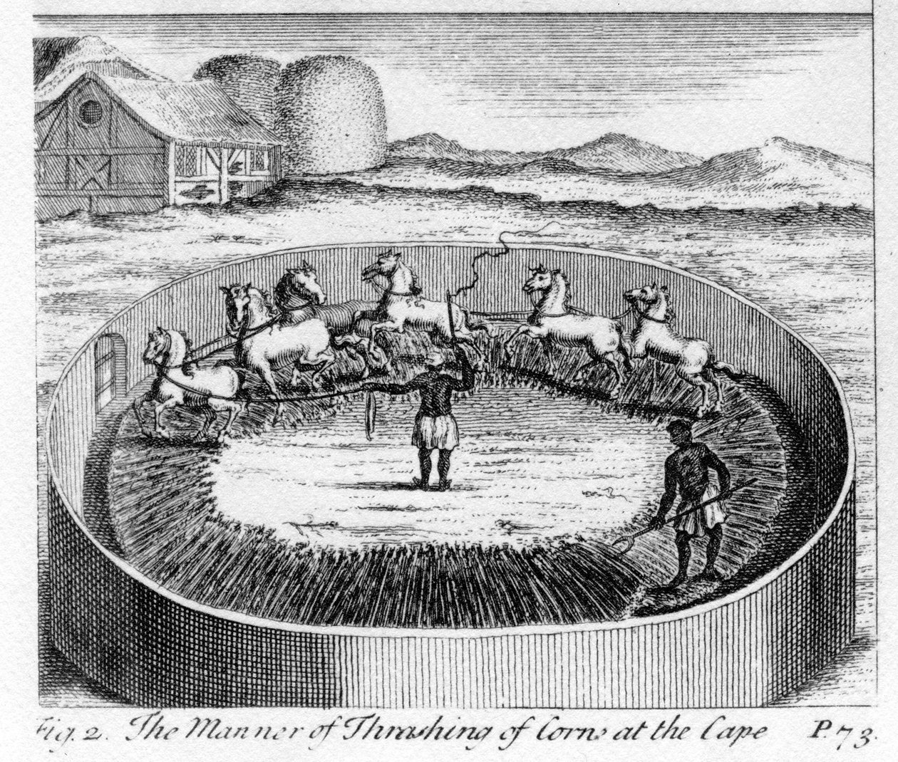 Die Art des Dreschens von Korn am Kap, Illustration aus 