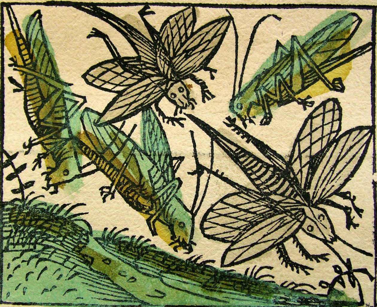 Die Heuschreckenplage, veröffentlicht in der Nürnberger Chronik, 1493 von German School