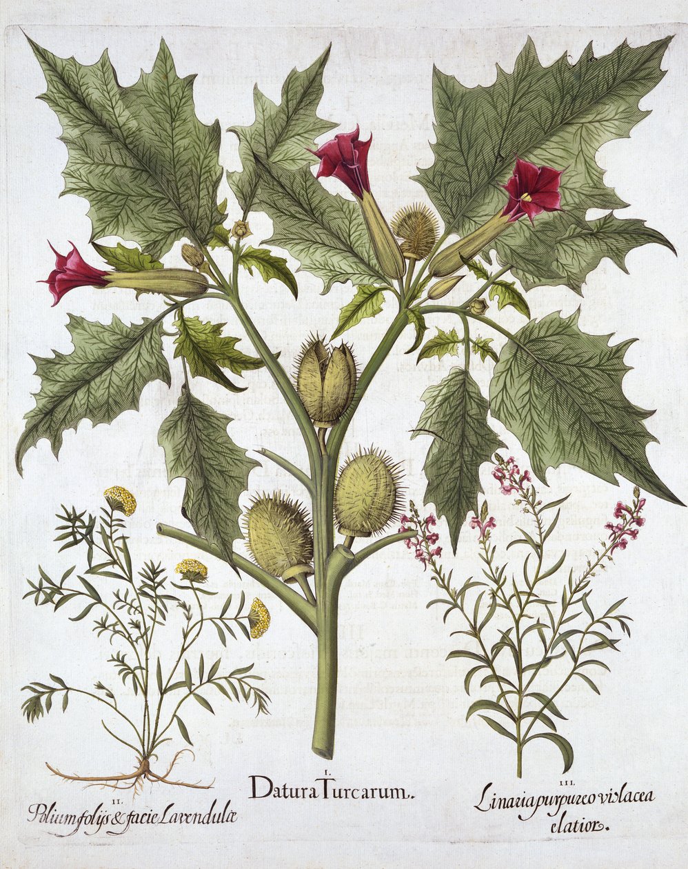 Stechapfel, Gamander und Purpur-Leinkraut, aus Hortus Eystettensis, von Basil Besler, veröffentlicht 1613 von German School