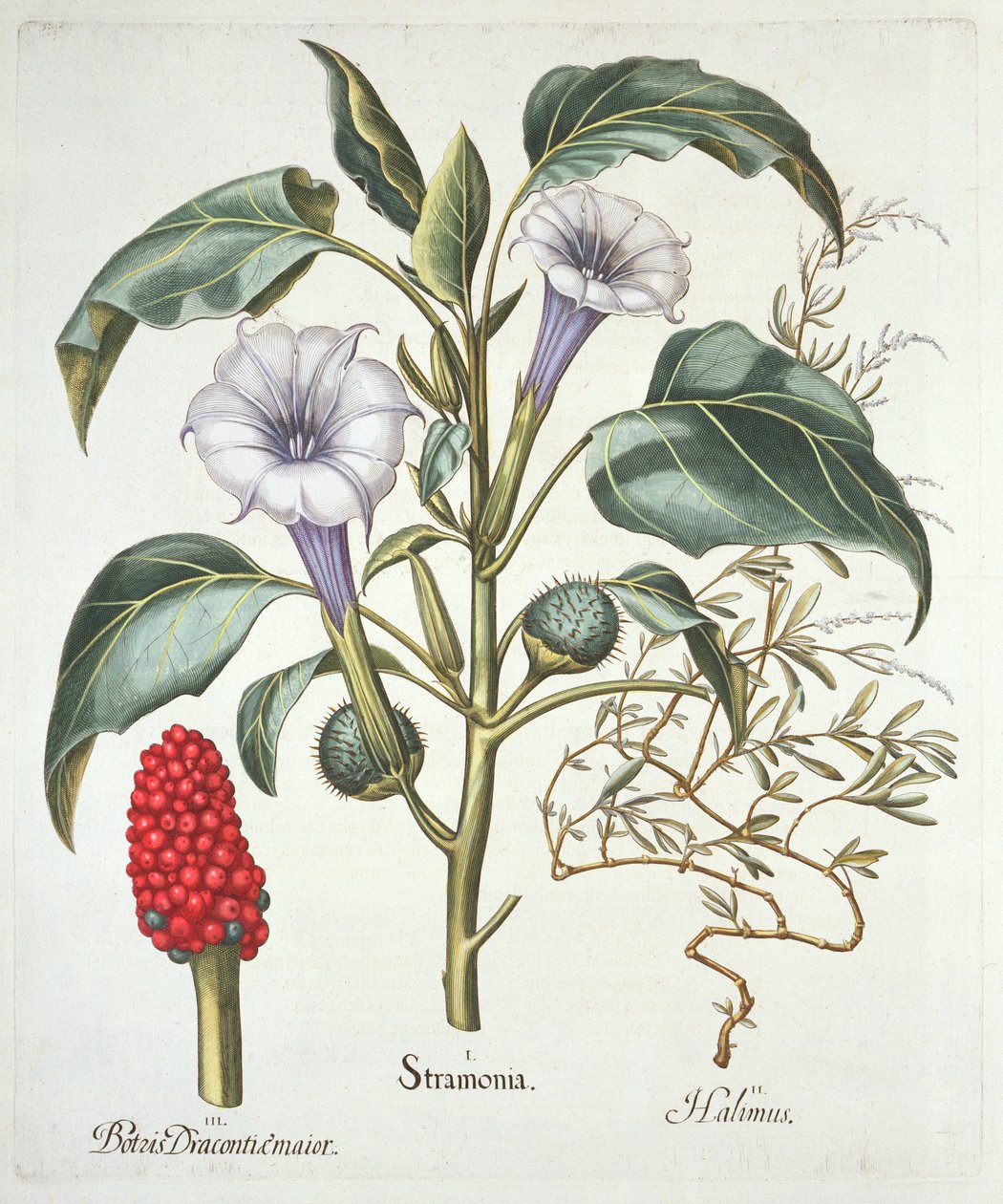 Stechapfel, aus dem Hortus Eystettensis von Basil Besler (1561-1629), veröffentlicht 1613 von German School