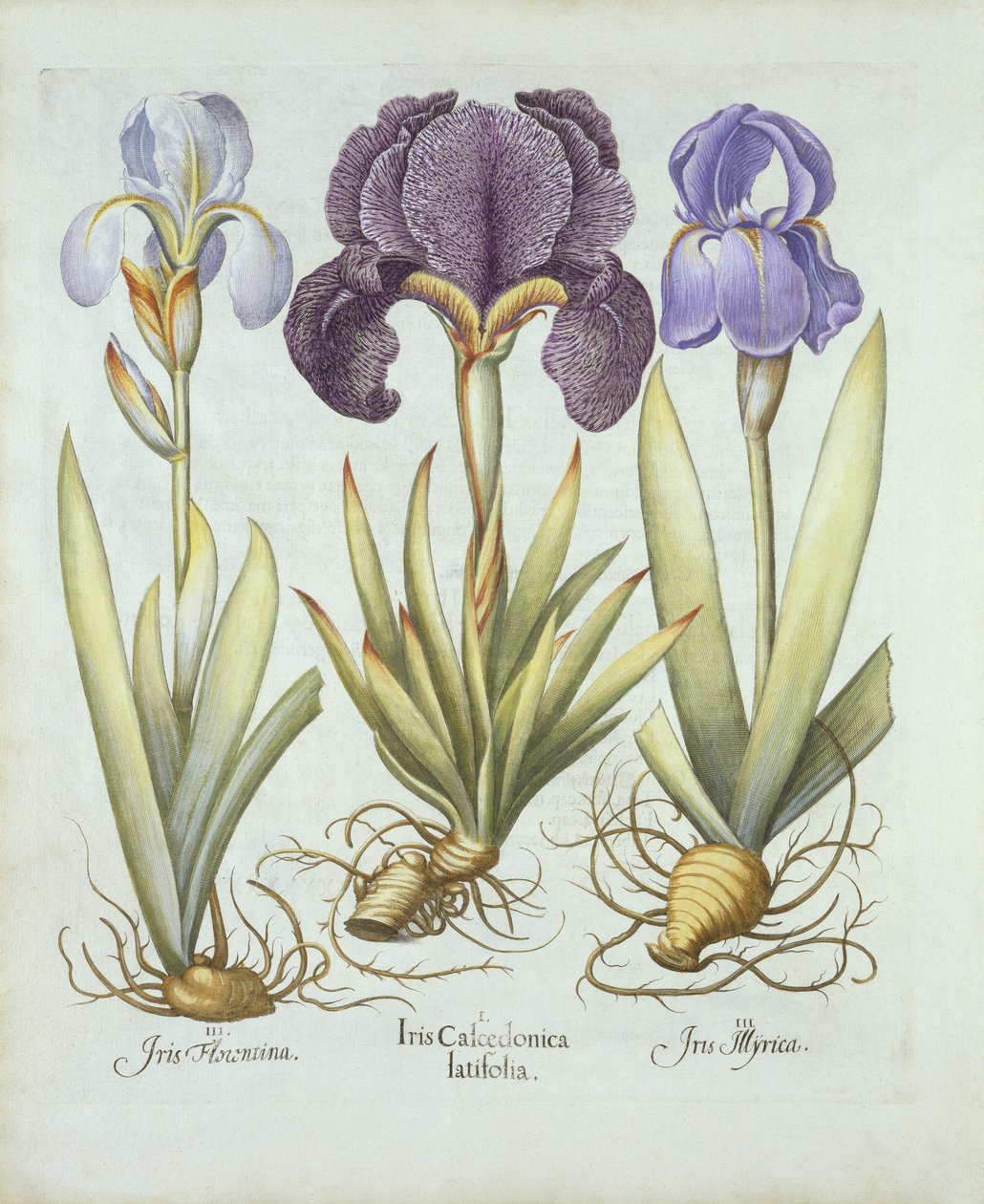 Drei Sorten bartlose Rhizom-Iris, aus Hortus Eystettensis, von Basil Besler (1561-1629), veröffentlicht 1613 von German School