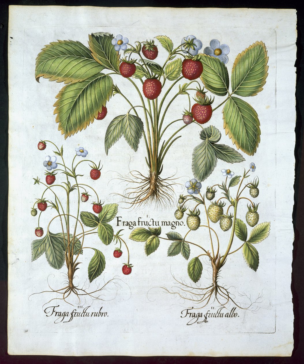Drei Erdbeersorten, Tafel 116, aus Hortus Eystettensis von Basil Besler (1561-1629), veröffentlicht 1613 von German School