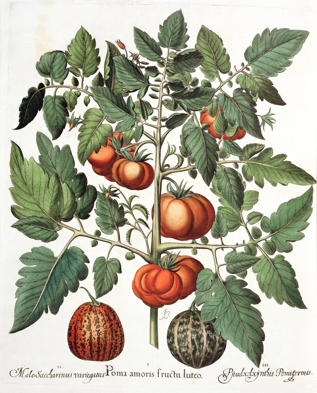 Tomaten und Melonen: 1. Poma amoris fructu luteo; 2. Melo Saccharinus variegatus; 3. Pseudocolocynthis Pomiformis, aus dem Hortus Eystettensis von Basil Besler, veröffentlicht 1613 von German School