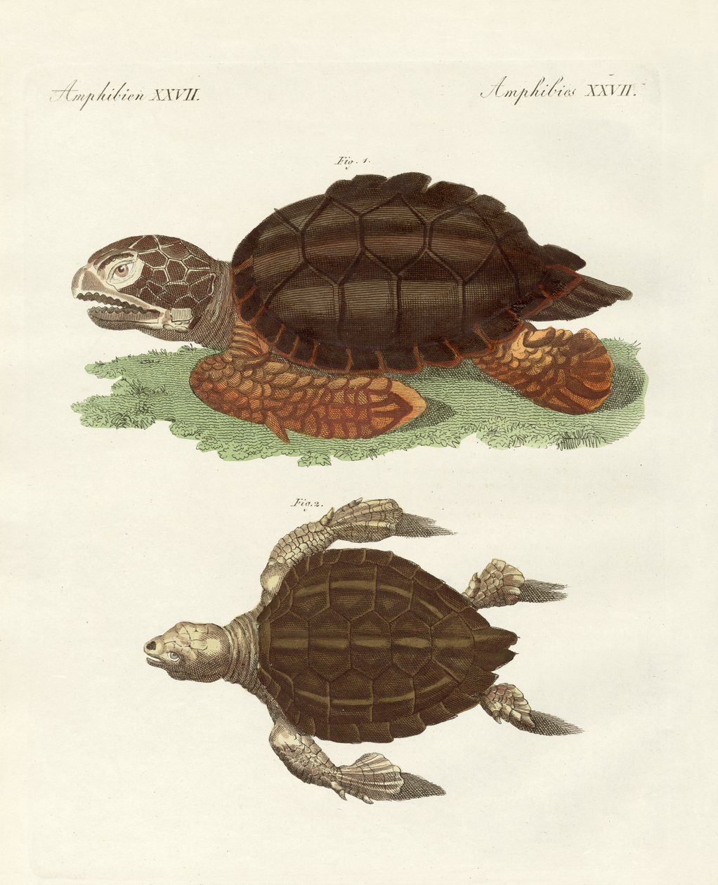 Schildkröten von phänomenaler Größe von German School