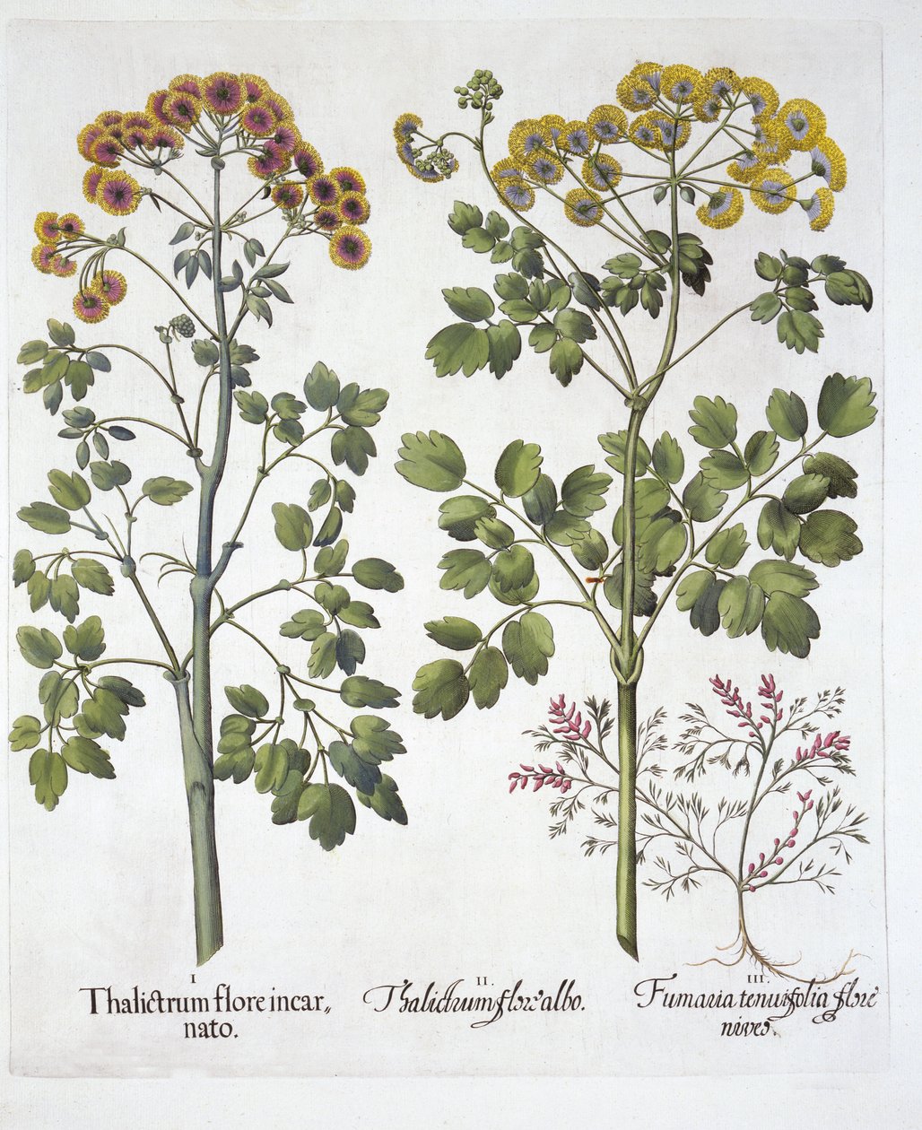 Zwei Arten von Wiesenraute und Lerchensporn, aus Hortus Eystettensis, von Basil Besler, veröffentlicht 1613 von German School
