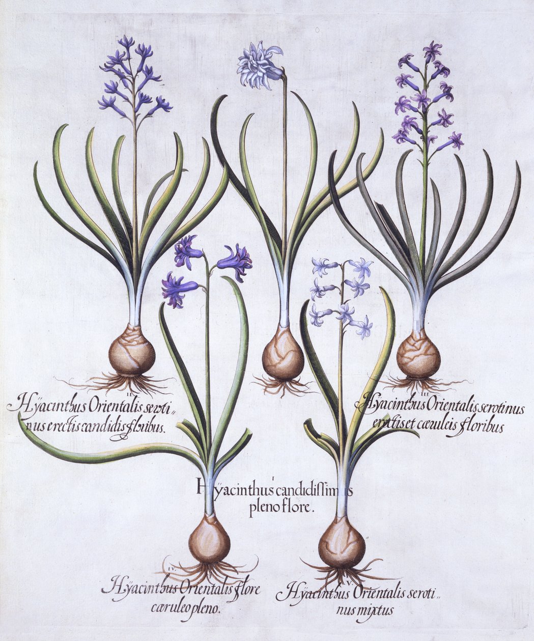 Hyazinthenarten mit Zwiebel, aus Hortus Eystettensis, von Basil Besler, veröffentlicht 1613 von German School